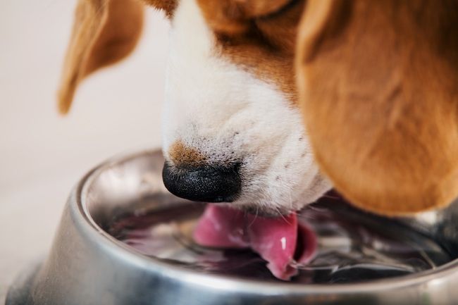 کتے-پینے کا پانی