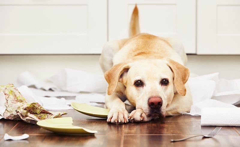 كيفية علاج التهاب القولون لدى الكلاب