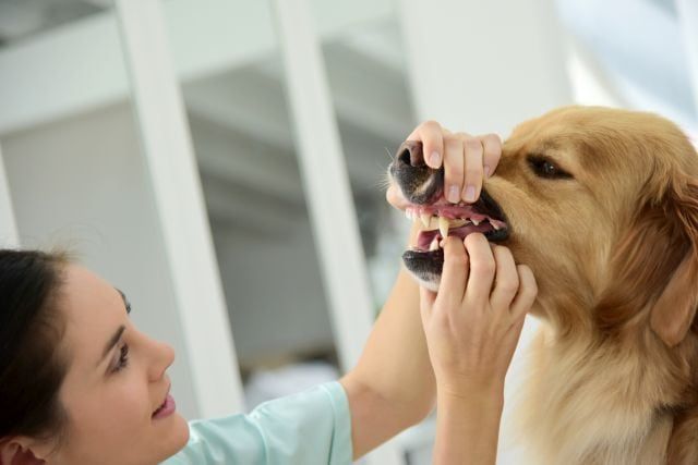 Ръчно даване на лекарство за кучета