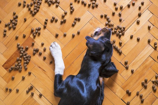 les friandises aident les chiens à prendre des médicaments
