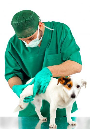 Ветеринарният лекар преглежда кучето
