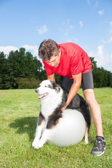 Треньор на кучета, помагащ на кучето си да разтегне ставите си на топка за йога. Насърчава добрия баланс и здравето на кучетата