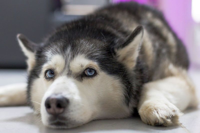 Siberian Husky Hunde bekommen Augenprobleme