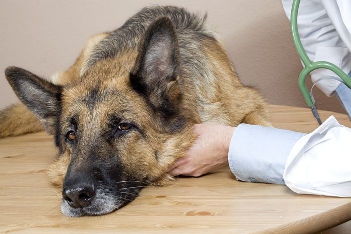 behandling af hundens hovedpine