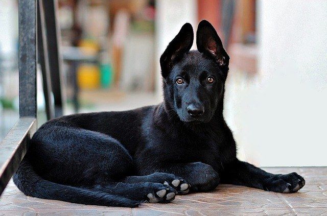 deutsch-schäferhund-schwarz