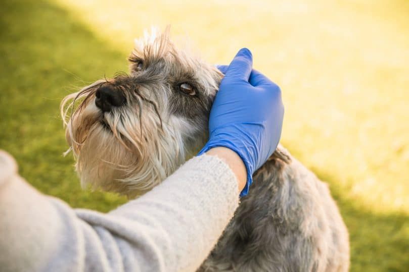 Bolehkah anjing mendapat coronavirus (COVID-19)?