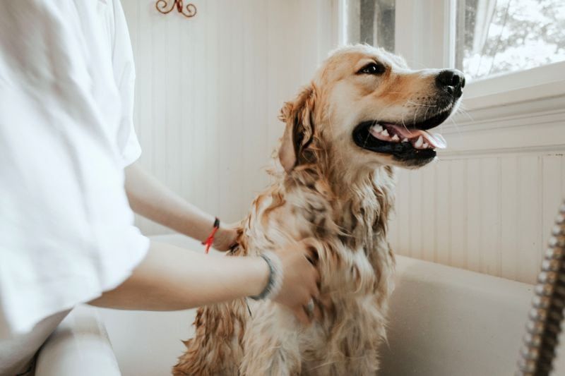 Legjobb gyógyszeres kutya sampon: Nyugtató folt