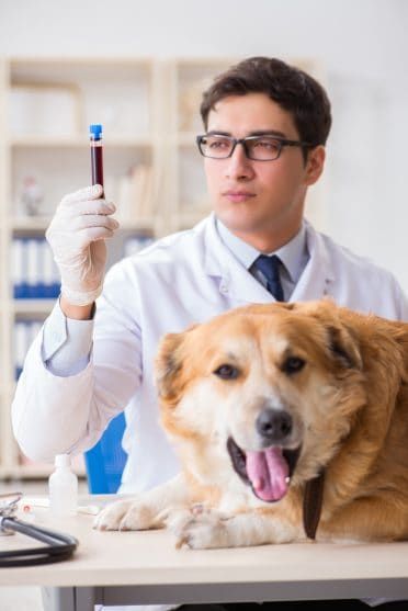 Médecin examinant le chien golden retriever en clinique vétérinaire