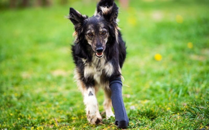 Knieorthesen für Hunde