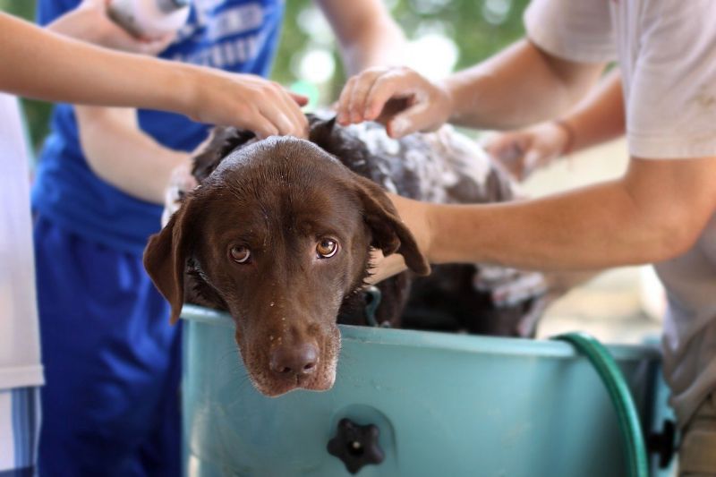 bade deinen Hund regelmäßig