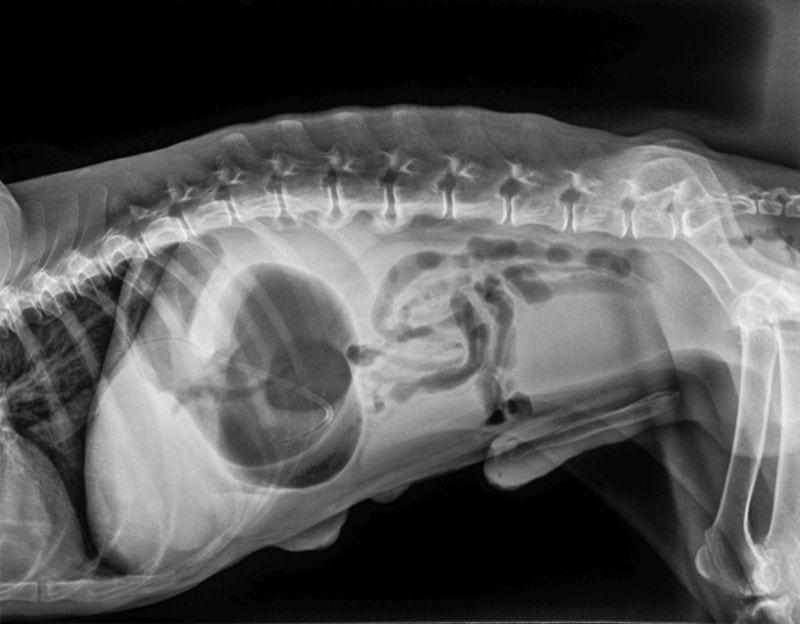 radiographie du ballonnement canin