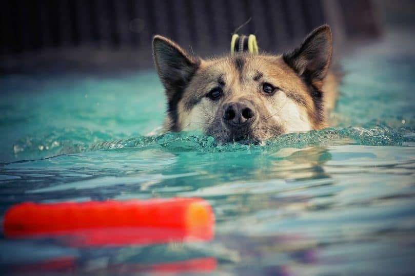 Một con chó bơi về phía một món đồ chơi