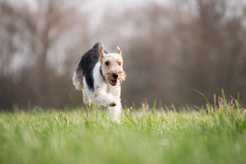 Một con chó chạy qua bãi cỏ