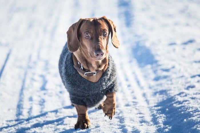 куче, облечено в пуловер, треперещо