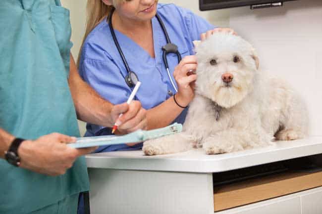 membawa anjing ke doktor haiwan