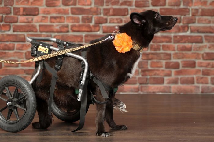Инвалидска колица за псе
