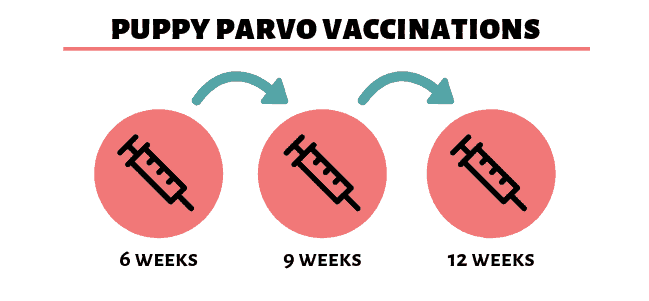 Parvo-Welpen-Impfung
