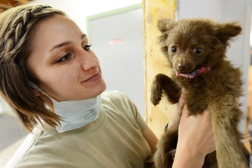 seorang dokter hewan yang tersenyum memegang anak anjing coklat