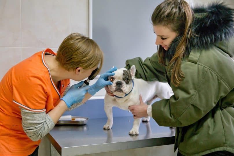 dokter mata hewan yang memeriksa seekor anjing