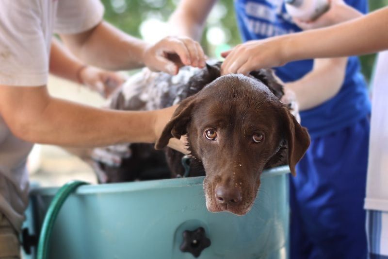 Къпане на собствено куче