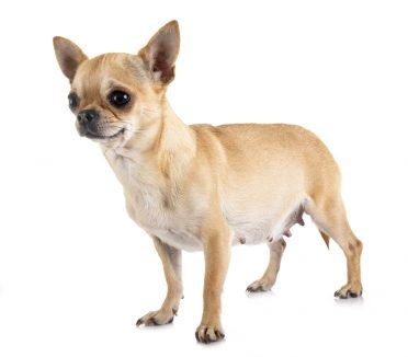 Chihuahua embarassada