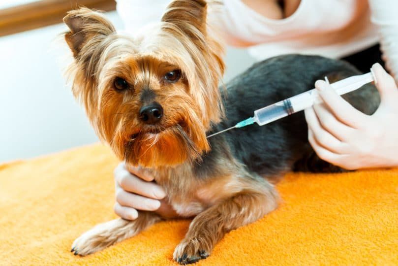 Yorkshire Terrier reçoit une injection avec une expression malheureuse