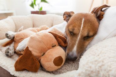 بھرے جانور کو لپیٹتے ہوئے کتے کی نیند آتی ہے