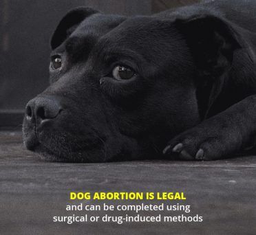 Hunde-Abtreibung