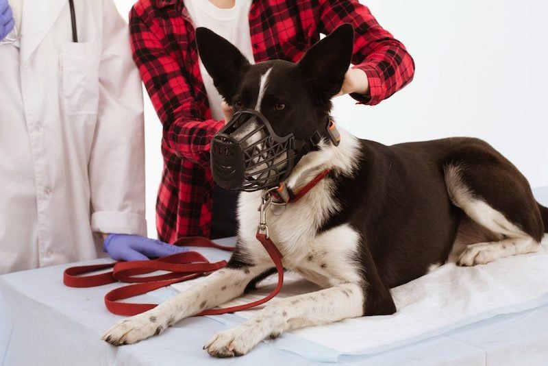 морда собаки у ветеринара