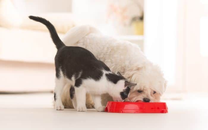 کتے جو بلی کا کھانا کھاتے ہیں۔
