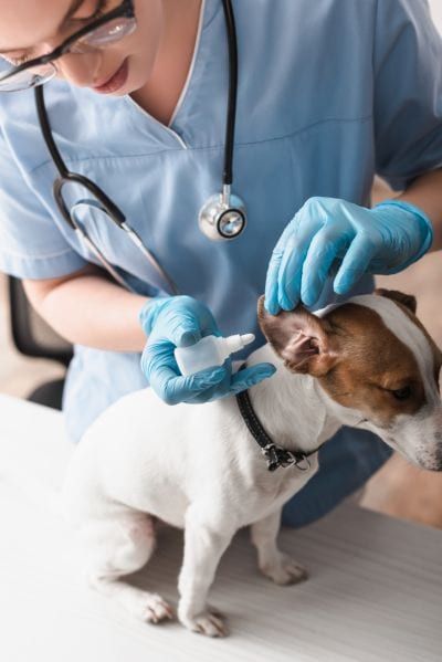 Behandlung von Hundeohrmilben