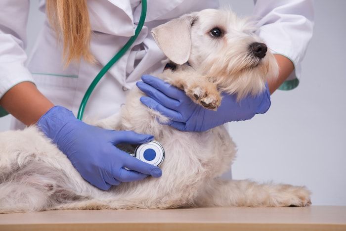pes vo veterinárnej ordinácii