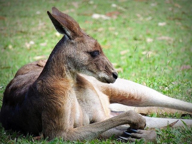 viande-de-chien-kangourou