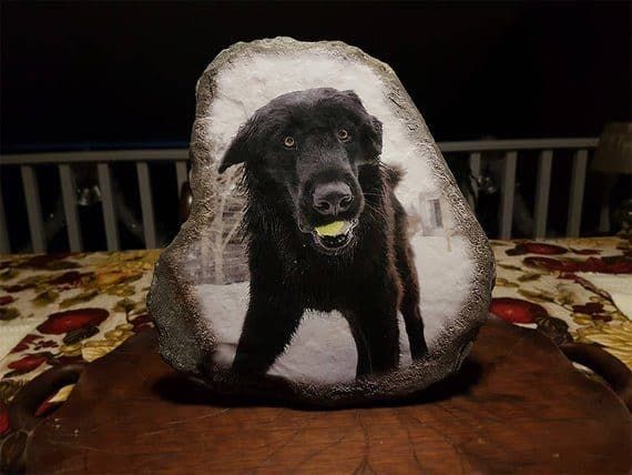 fotografický kameň psa