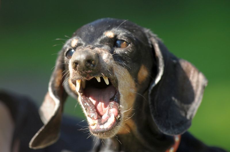 раздражљивост код умирућих паса