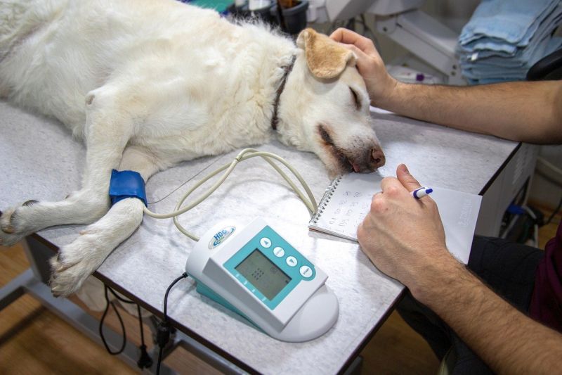 je eutanázia psa správnou voľbou