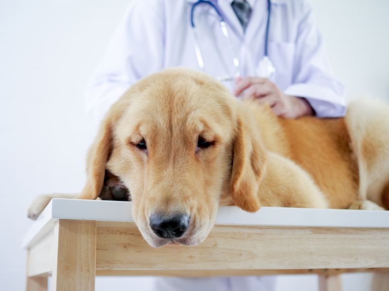 cách thức hoạt động của chứng euthanasia ở chó