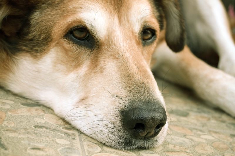 депресија код умирућих паса