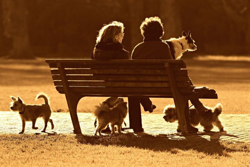 13 parasta koirapuistoa New Jerseyssä: sosiaalinen aika paikalla!