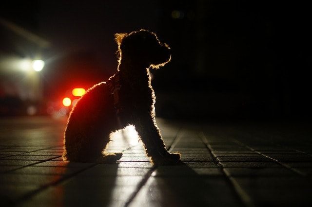 Hund in der Nacht