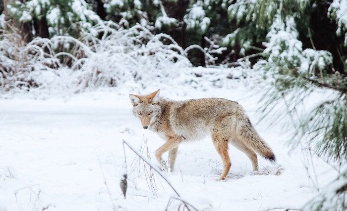 coyote i sne