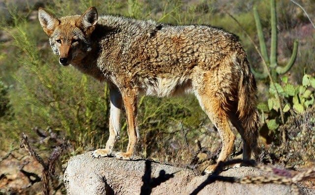 Kojoten identifizieren