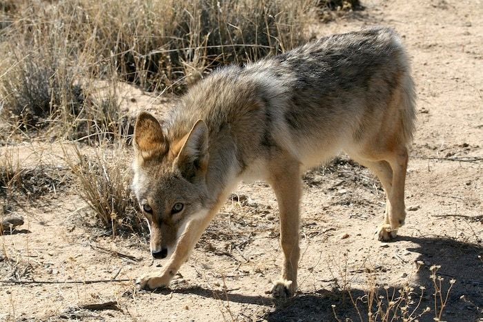 coyote -afskrækningsmiddel