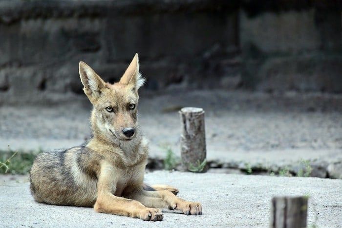 Pinakamahusay na Coyote Deterrents at Repellents: Pagprotekta sa Iyong Aso mula sa Coyotes