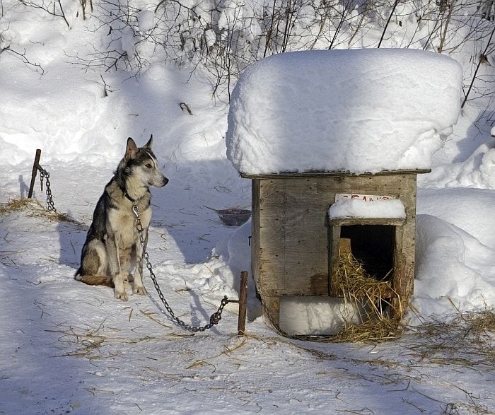 opvarmning af et hundehus