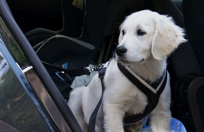 Autogeschirr für Hunde