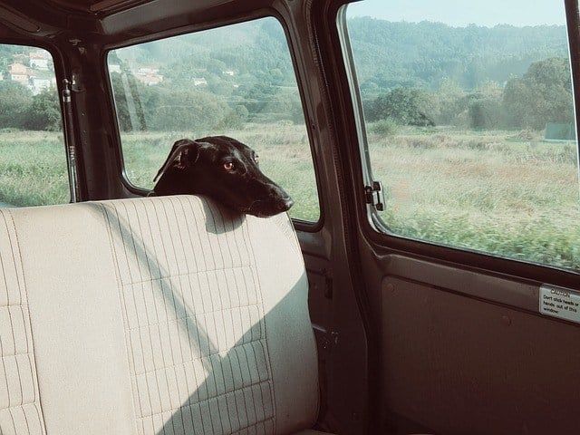 Hund-im-Auto halten