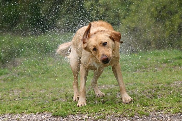Áo làm mát cho chó tốt nhất: Giữ mát tại chỗ trong nhiệt độ nóng!