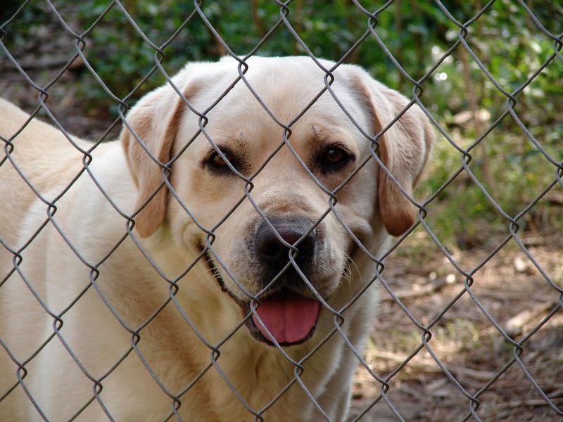 les clôtures protègent les chiens
