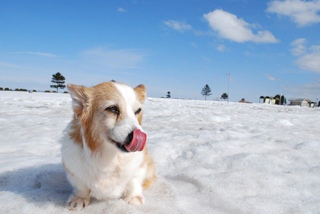 куче ближе лед